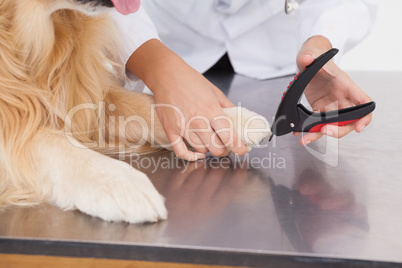 Vet clipping a labradors nails