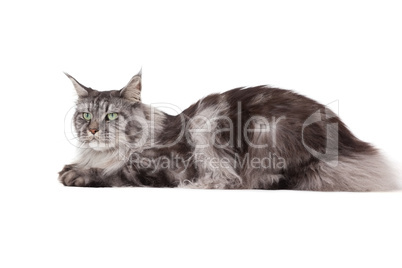 Cute maine coon lying alone