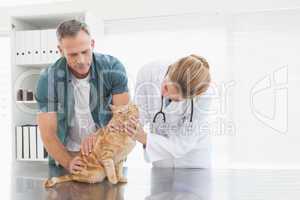 Vet giving a cat a check up