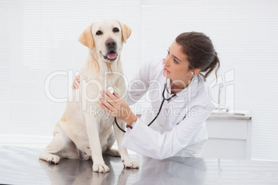 Veterinarian examining a cute dog with a stethoscope