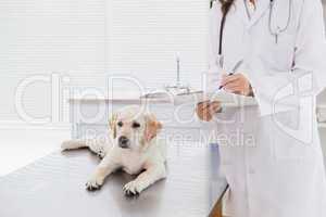 Vet examining a dog and writing on clipboard