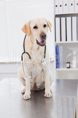 Cute dog sitting with a stethoscope