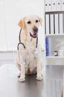 Cute dog sitting with a stethoscope