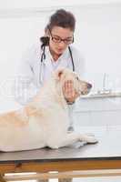 Veterinarian examining a cute labrador
