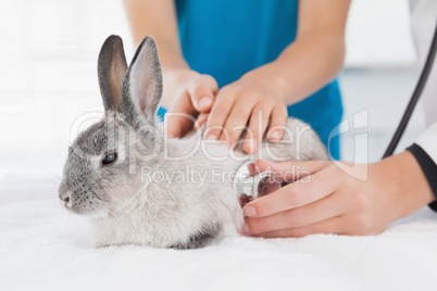 Vet examining a bunny with its owner
