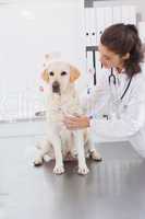 Veterinarian doing check up at a dog