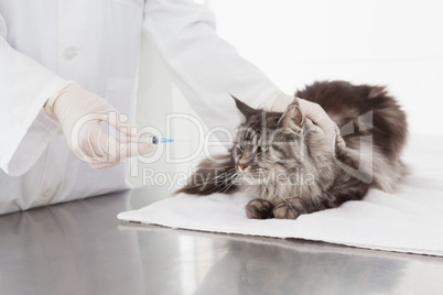 Vet doing injection at a maine coon