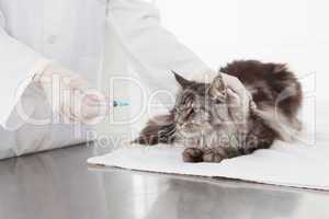 Vet doing injection at a maine coon