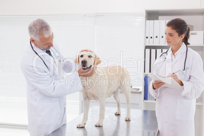 Veterinarian coworker examining a dog