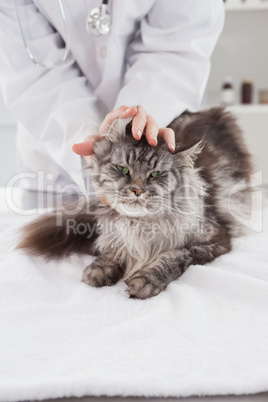 Vet examining a cute grey cat