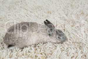 Rabbit sleeping on the floor