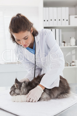 Vet doing bandage at grey cat