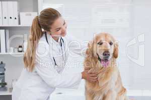 Happy vet giving a labrador a check up