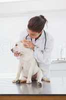 Veterinarian examining a cute dog