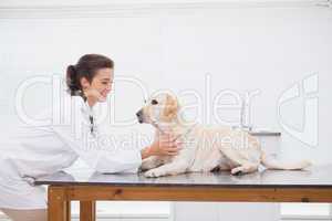 Smiling veterinarian examining a cute dog