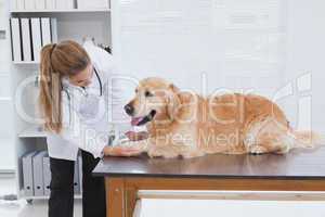 Focused vet examining a labrador