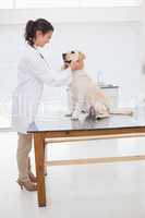 Cheerful veterinarian examining a cute dog