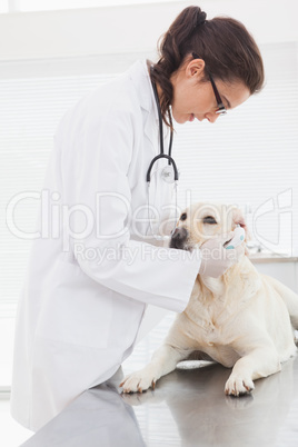 Veterinarian examining a cute labrador