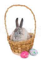 Bunny rabbit sitting on the basket with easter eggs