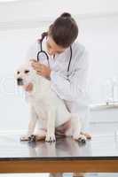 Veterinarian examining a cute dog