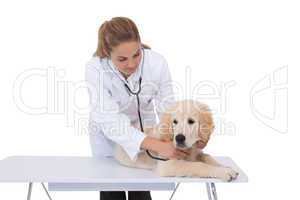 Smiling vet checking a puppy