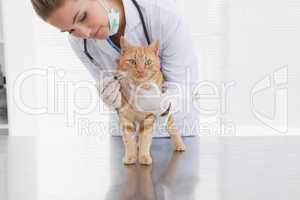 Vet giving a cat an injection