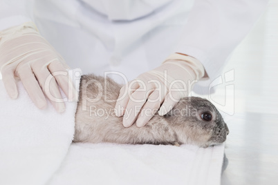 Vet closely examining a rabbit