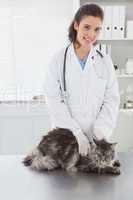 Vet examining a beautiful maine coon