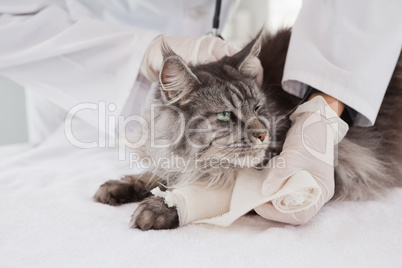 Vet doing bandage at grey cat