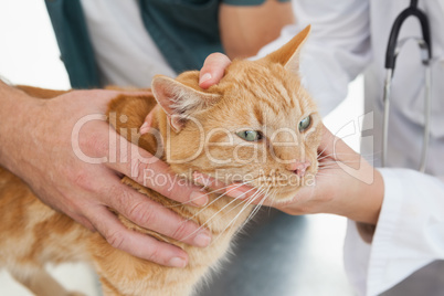 Vet giving a cat a check up