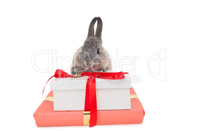 Bunny rabbit sitting behind a pink gift box