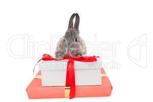 Bunny rabbit sitting behind a pink gift box