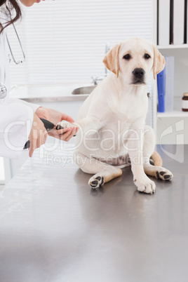 Vet using nail clipper on a labrador