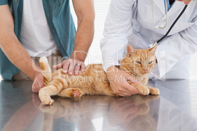 Vet examining an orange cat