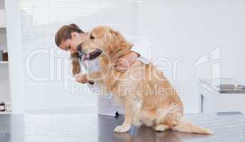 Focused vet examining a labrador