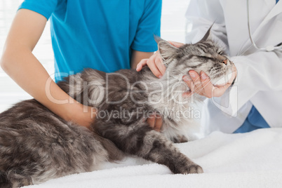 Vet examining a cute cat with its owner