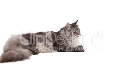 Cute maine coon relaxing and lying