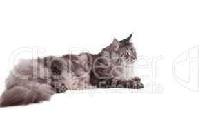 Cute maine coon relaxing and lying