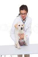 Veterinarian doing check up at a dog with a stethoscope