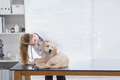 Vet checking a small dog