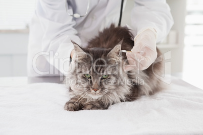 Vet examining a cute grey cat