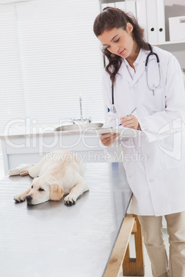 Vet examining a dog and writing on clipboard