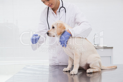 Veterinarian doing check up at a cute dog