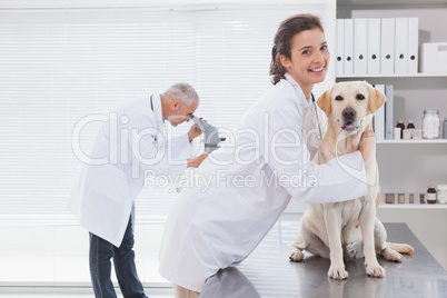 Vet coworker examining a cute dog
