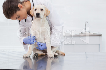 Veterinarian examining a cute dog