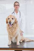 Serious vet about to examine a labrador