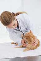Vet checking a cats heartbeat