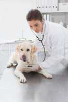 Veterinarian examining a cute labrador with a stethoscope