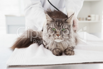 Veterinarian examining a grey cat