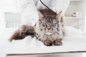 Veterinarian examining a grey cat